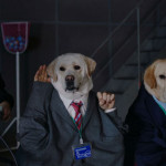 きゃりーぱみゅぱみゅがCM で初めて犬と共演！？日清紡 企業CM『ドッグシアター』新シリーズ オンエア開始！