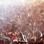 SPYAIR 土砂降りの富士急で15,000人が熱狂！ DVD『JUST LIKE THIS 2017』3月14日発売決定！