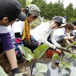 4時間のボランティア活動が音楽ライブのチケットになる「RockCorps（ロックコープス）」5回目の日本開催が決定！公式アンバサダーに3年連続で高橋みなみが就任、参加アーティストに、ELLIE GOULDING（エリー・ゴールディング）が決定！