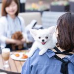 ヒルトン東京お台場 心地良い風を感じながら東京湾の絶景を望むテラスが 9 月末までオープン！