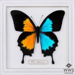 FLOW新曲が「NARUTO×BORUTOボルティカルジェネレーションズ」のテーマソングに決定！