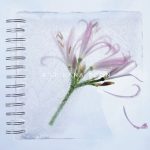 KANA-BOONメジャーデビュー5周年イヤー、シーズン4のリリースが決定！ 冬のミニアルバム「ネリネ」を12月19日にリリース！！