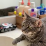 ゼブラヘッド、来日記念！日本語歌唱で大反響の『Follow Me』、今度は”日本好きすぎ” MV公開！