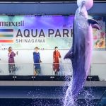 Little Glee Monsterが新曲『君に届くまで』を生歌で初披露！イルカ達とのドルフィンパフォーマンスでお届け！