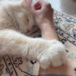 DAIGO、愛猫"ジル"にゾッコン！！まったり写真にファンも「キャーかわいすぎる」「最高の癒し」の声