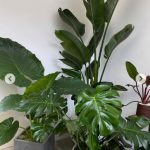 ローラのお洒落なステイホームにファン感激！「あきちゃんのアップ癒された～ありがとう」