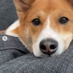 ローラのお洒落なステイホームにファン感激！「あきちゃんのアップ癒された～ありがとう」