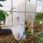 Dream Ami、宮古島旅行写真を公開　「amiちゃんもヤギさんも可愛い〜」「どれもお宝だから、頑張って」