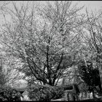 写真家、桑島智輝が安達祐実との日々をまとめた待望の続編「我旅我行」発売！