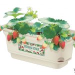 橘ケンチ（EXILE）、グルメいちご館前田とコラボで〈橘イチゴ〉をリリース！「未来の農業や日本の活性化のために一緒に歩んでいきたい。」