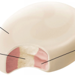 ≪PARM(パルム)≫　ストロベリーチーズケーキ2月8日（月）より全国で期間限定発売