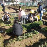 横浜高島屋、地元・横浜の浅間台小学校の児童たちが育てた野菜を使ったスウィーツを販売！