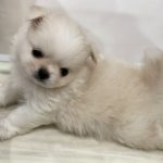 ざわちん、一目惚れした鬼カワわんこを家族としてお迎え