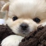 ざわちん、一目惚れした鬼カワわんこを家族としてお迎え