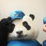 桃月なしこ出演！サカイ引越センター「まごころパンダ」新TVCMが公開