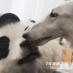 桃月なしこ出演！サカイ引越センター「まごころパンダ」新TVCMが公開