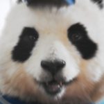 桃月なしこ出演！サカイ引越センター「まごころパンダ」新TVCMが公開