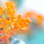 絢香、新曲『キンモクセイ』TikTokにて先行配信開始