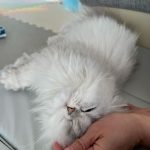 最上もがが胸の谷間あらわな大胆ショットを公開。「33歳とは想えない美貌」「素晴らしい谷間を拝ませて頂きました」とファン歓喜！