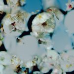 星野源、最新曲「喜劇」の配信がスタート