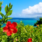 連続テレビ小説『ちむどんどん』仲間由紀恵、放送開始を前に呼びかけ「皆さまの日々に、笑顔をお届けできますように」