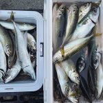 石川恋、鯵と鯖を前に満面笑みでWピースをするプライベートショットを公開