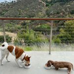 ローラ、紐ビキニで抜群ボディ輝く！「スタイル神」「映画のワンシーンみたい」と絶賛