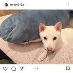 トリンドル玲奈、家族に「新メンバー」加入！妹・瑠奈との3ショットを公開