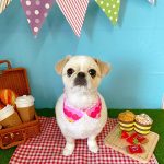 ざわちんの愛犬がサマーカットでライオン風からアヒル風に大変貌