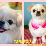 ざわちんの愛犬がサマーカットでライオン風からアヒル風に大変貌