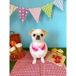 ざわちんの愛犬がサマーカットでライオン風からアヒル風に大変貌