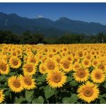 「北杜市明野サンフラワーフェス2023」40万本のひまわり、360度の大パノラマ、絶景「サンフェス」4年ぶりに本格開催！