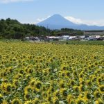 「北杜市明野サンフラワーフェス2023」40万本のひまわり、360度の大パノラマ、絶景「サンフェス」4年ぶりに本格開催！