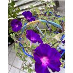 安めぐみ、見納め!?美味しそうなお弁当前に笑顔で頬杖する姿披露「この上の写真のポーズはもうやめよう、と自分で見て思いました笑」