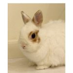 第2子妊娠中の安めぐみ、夫･東MAXと娘を見送った時のにっこり笑顔SHOT公開