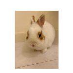 第2子妊娠中の安めぐみ、夫･東MAXと娘を見送った時のにっこり笑顔SHOT公開